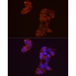 Immunofluorescence - Anti-FGF1 Antibody (A12678) - Antibodies.com