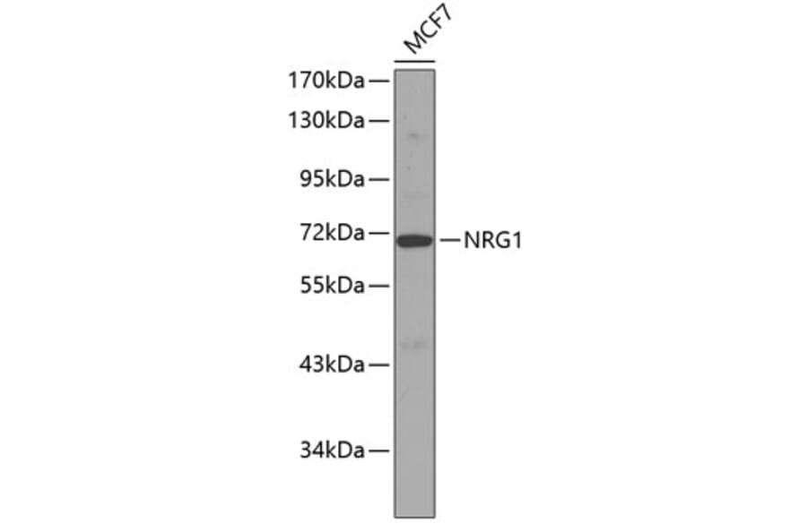 Western Blot - Anti-NRG1 Antibody (A12680) - Antibodies.com