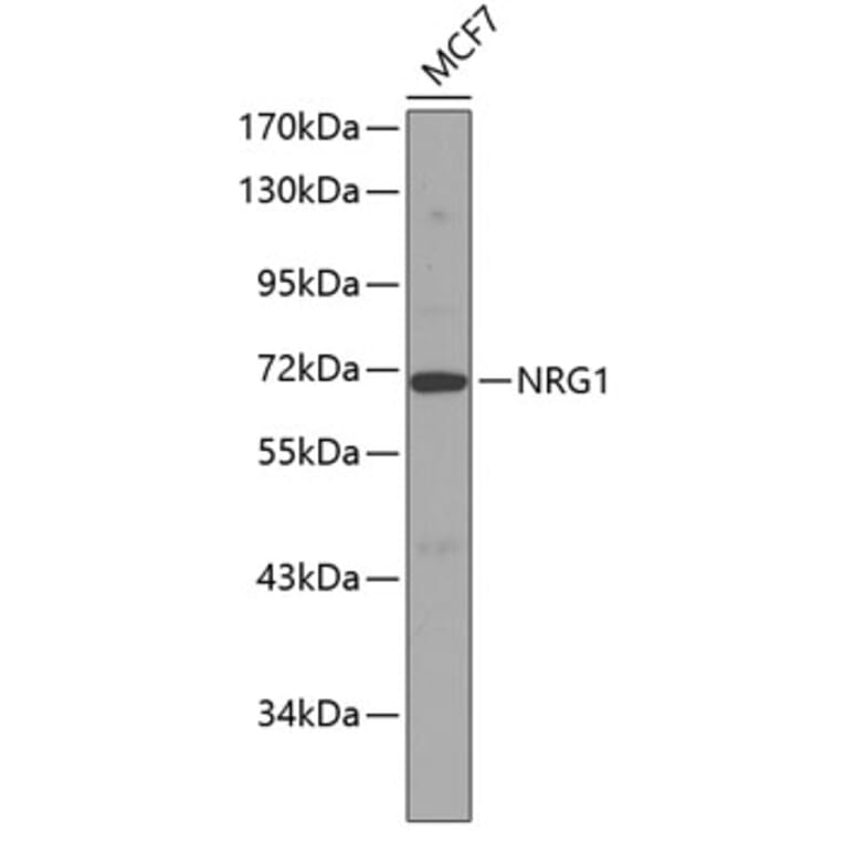 Western Blot - Anti-NRG1 Antibody (A12680) - Antibodies.com