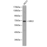 Western Blot - Anti-NRG1 Antibody (A12680) - Antibodies.com