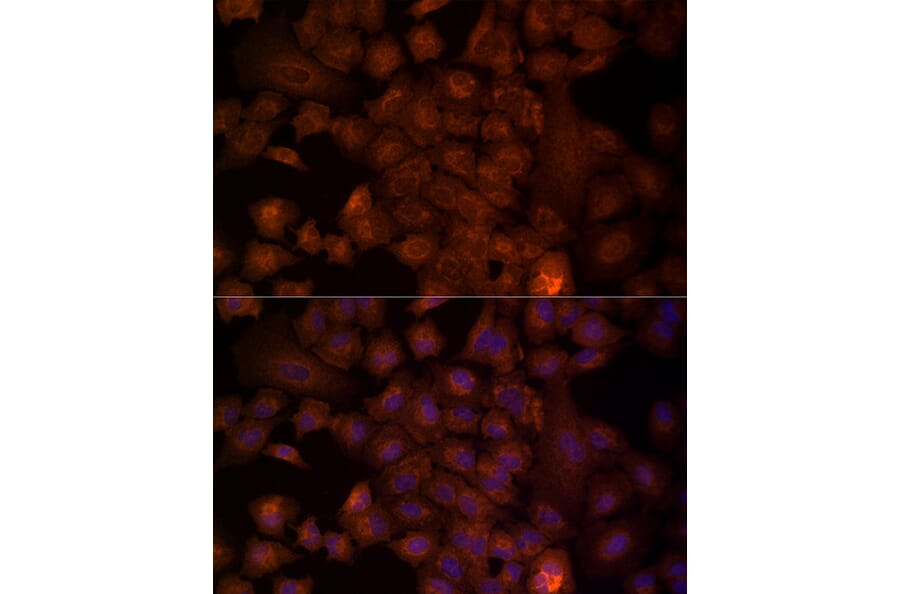 Immunofluorescence - Anti-NRG1 Antibody (A12680) - Antibodies.com