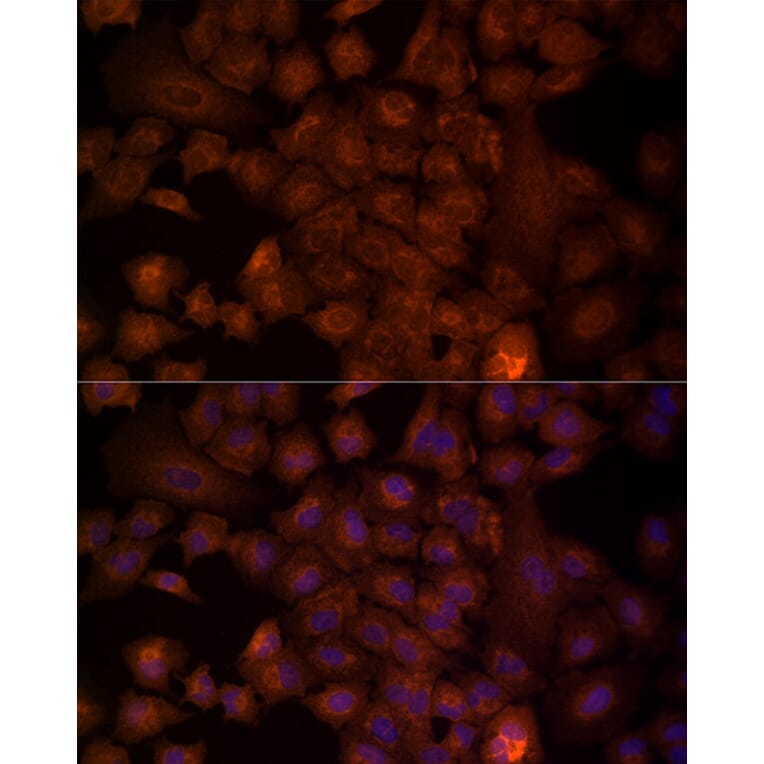 Immunofluorescence - Anti-NRG1 Antibody (A12680) - Antibodies.com
