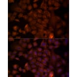 Immunofluorescence - Anti-NRG1 Antibody (A12680) - Antibodies.com