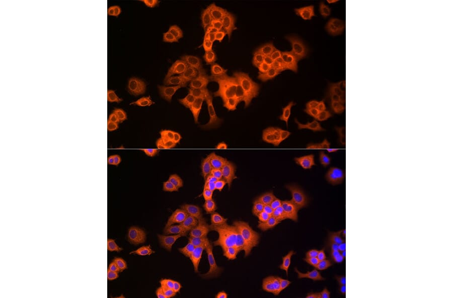 Immunofluorescence - Anti-NRG1 Antibody (A12680) - Antibodies.com