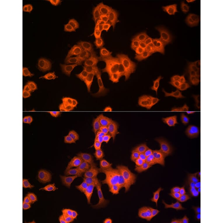 Immunofluorescence - Anti-NRG1 Antibody (A12680) - Antibodies.com