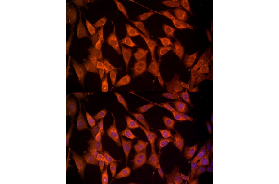 Immunofluorescence - Anti-NRG1 Antibody (A12680) - Antibodies.com