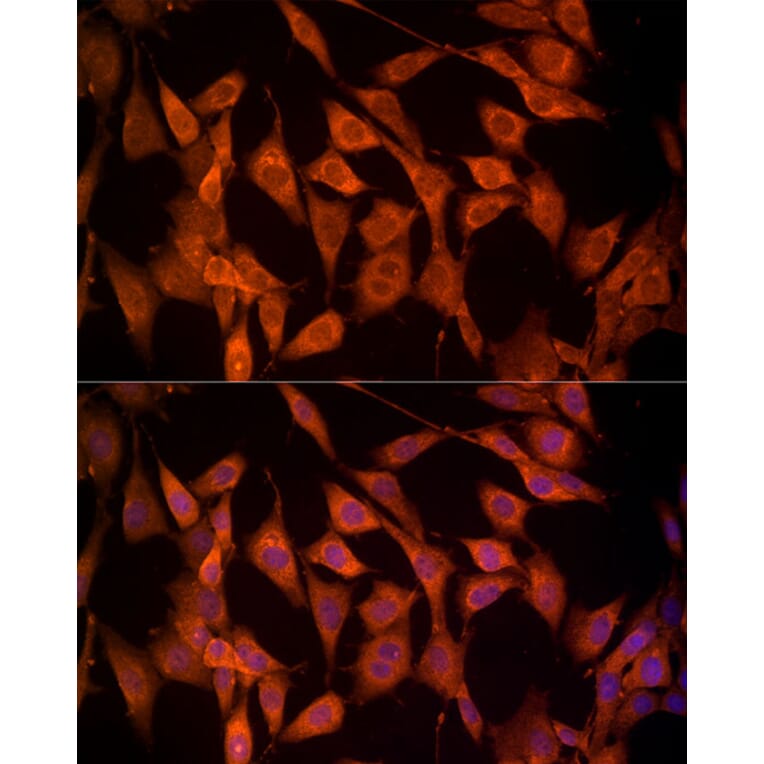 Immunofluorescence - Anti-NRG1 Antibody (A12680) - Antibodies.com