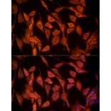 Immunofluorescence - Anti-NRG1 Antibody (A12680) - Antibodies.com