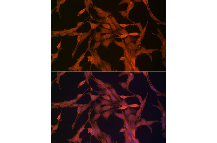 Immunofluorescence - Anti-NRG1 Antibody (A12680) - Antibodies.com