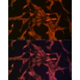 Immunofluorescence - Anti-NRG1 Antibody (A12680) - Antibodies.com