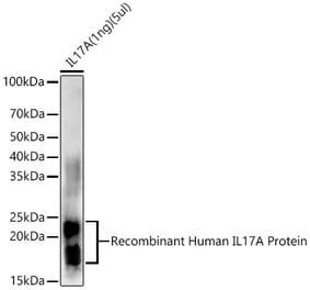 Western Blot - Anti-IL-17A Antibody (A12681) - Antibodies.com