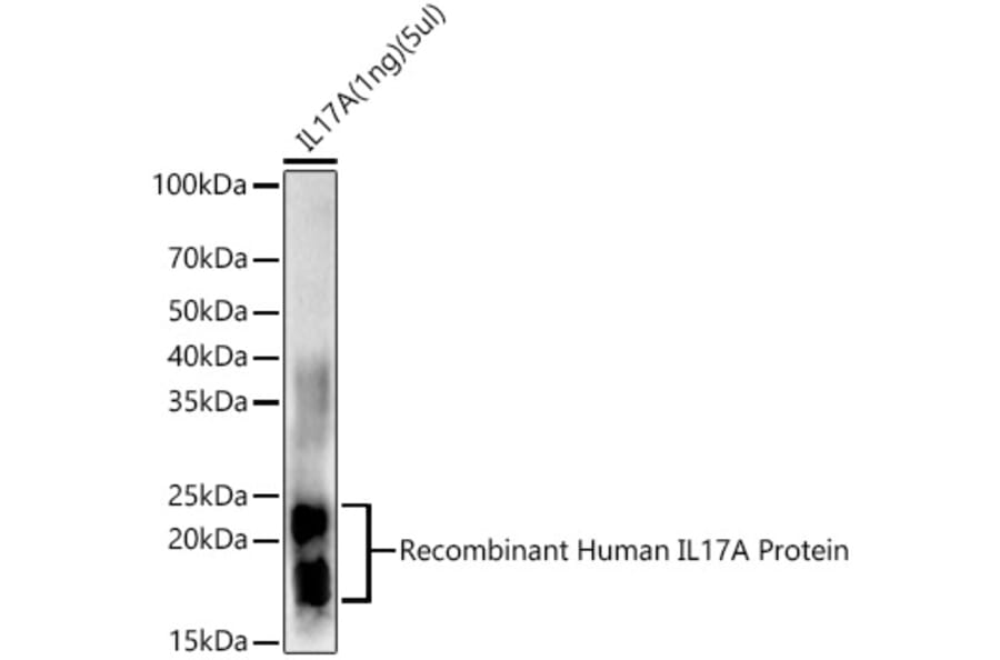 Western Blot - Anti-IL-17A Antibody (A12681) - Antibodies.com