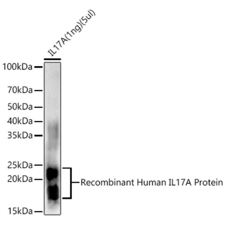 Western Blot - Anti-IL-17A Antibody (A12681) - Antibodies.com