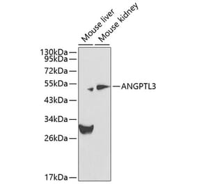 Western Blot - Anti-ANGPTL3 Antibody (A12682) - Antibodies.com