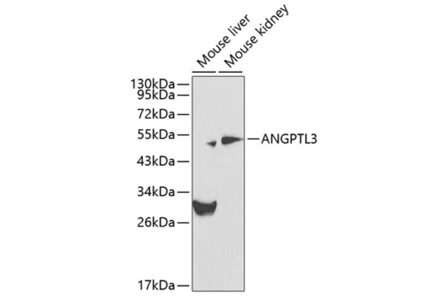 Western Blot - Anti-ANGPTL3 Antibody (A12682) - Antibodies.com