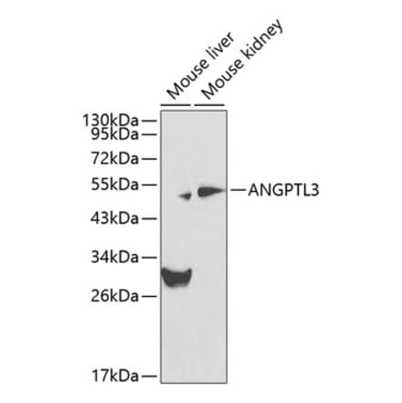 Western Blot - Anti-ANGPTL3 Antibody (A12682) - Antibodies.com