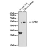 Western Blot - Anti-ANGPTL3 Antibody (A12682) - Antibodies.com