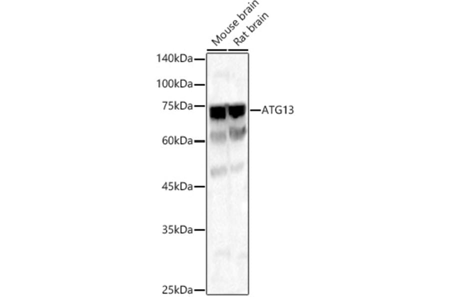 Western Blot - Anti-KIAA0652/ATG13 Antibody (A12683) - Antibodies.com