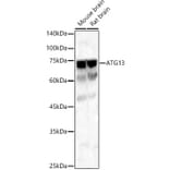 Western Blot - Anti-KIAA0652/ATG13 Antibody (A12683) - Antibodies.com