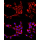 Immunofluorescence - Anti-KIAA0652/ATG13 Antibody (A12683) - Antibodies.com