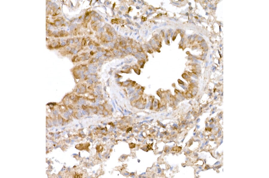Immunohistochemistry - Anti-ATG7 Antibody (A12684) - Antibodies.com