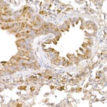 Immunohistochemistry - Anti-ATG7 Antibody (A12684) - Antibodies.com