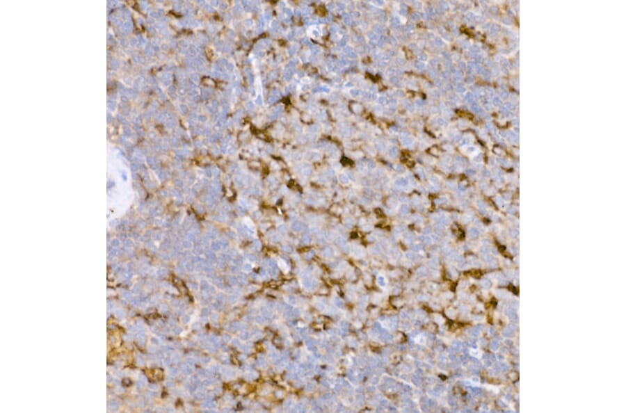 Immunohistochemistry - Anti-ATG7 Antibody (A12684) - Antibodies.com
