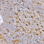 Immunohistochemistry - Anti-ATG7 Antibody (A12684) - Antibodies.com