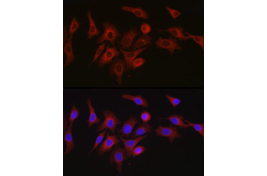 Immunofluorescence - Anti-ATG7 Antibody (A12684) - Antibodies.com
