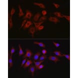 Immunofluorescence - Anti-ATG7 Antibody (A12684) - Antibodies.com