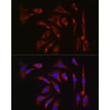 Immunofluorescence - Anti-ATG7 Antibody (A12684) - Antibodies.com