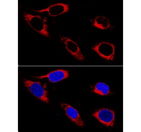 Immunofluorescence - Anti-P4HB Antibody (A12685) - Antibodies.com