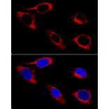 Immunofluorescence - Anti-P4HB Antibody (A12685) - Antibodies.com
