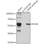 Immunoprecipitation - Anti-P4HB Antibody (A12685) - Antibodies.com
