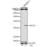 Western Blot - Anti-SOCS3 Antibody (A12687) - Antibodies.com