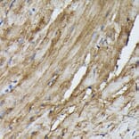 Immunohistochemistry - Anti-SOCS3 Antibody (A12687) - Antibodies.com