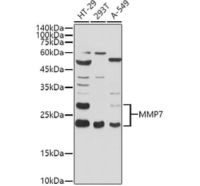 Western Blot - Anti-MMP7 Antibody (A12688) - Antibodies.com