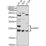Western Blot - Anti-MMP7 Antibody (A12688) - Antibodies.com