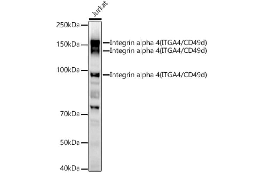 Western Blot - Anti-Integrin alpha 4/CD49D Antibody (A12689) - Antibodies.com