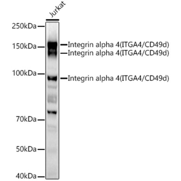 Western Blot - Anti-Integrin alpha 4/CD49D Antibody (A12689) - Antibodies.com