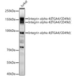Western Blot - Anti-Integrin alpha 4/CD49D Antibody (A12689) - Antibodies.com