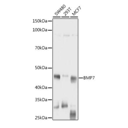 Western Blot - Anti-BMP7 Antibody (A12690) - Antibodies.com
