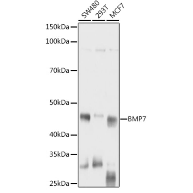 Western Blot - Anti-BMP7 Antibody (A12690) - Antibodies.com