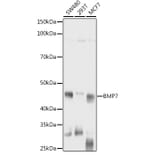 Western Blot - Anti-BMP7 Antibody (A12690) - Antibodies.com