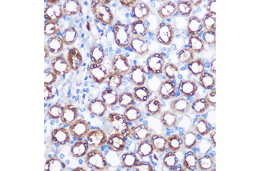 Immunohistochemistry - Anti-BMP7 Antibody (A12690) - Antibodies.com