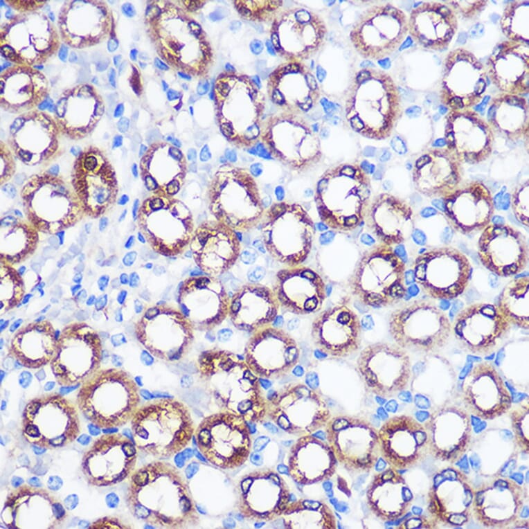 Immunohistochemistry - Anti-BMP7 Antibody (A12690) - Antibodies.com