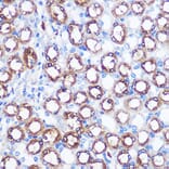 Immunohistochemistry - Anti-BMP7 Antibody (A12690) - Antibodies.com