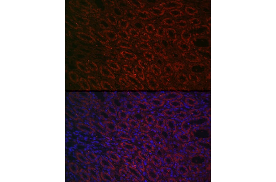 Immunofluorescence - Anti-BMP7 Antibody (A12690) - Antibodies.com