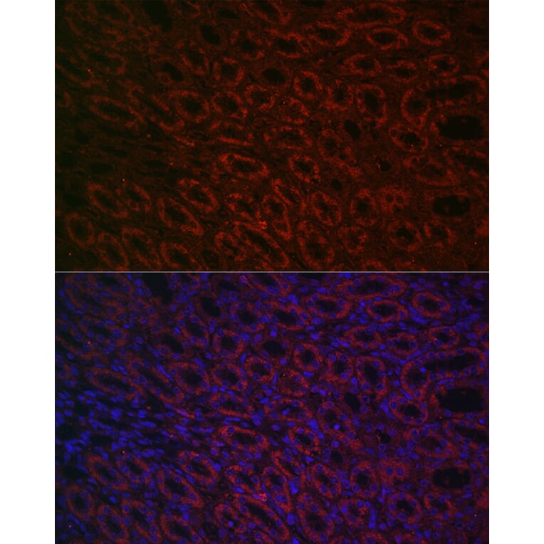 Immunofluorescence - Anti-BMP7 Antibody (A12690) - Antibodies.com