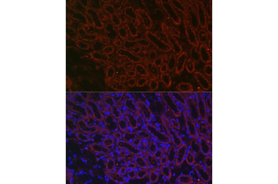 Immunofluorescence - Anti-BMP7 Antibody (A12690) - Antibodies.com